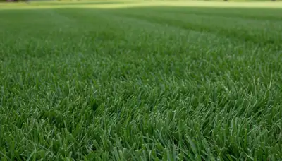 Close-up of freshly cut green grass showing professional lawn mowing quality in Miami, FL