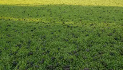 Miami lawn recovering after professional aeration showing denser, healthier grass by Chop Chop Landscaping